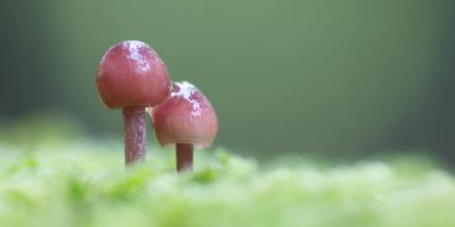 23P2_macro